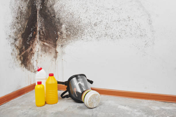 Best Same-Day Mold Removal  in Hightstown, NJ