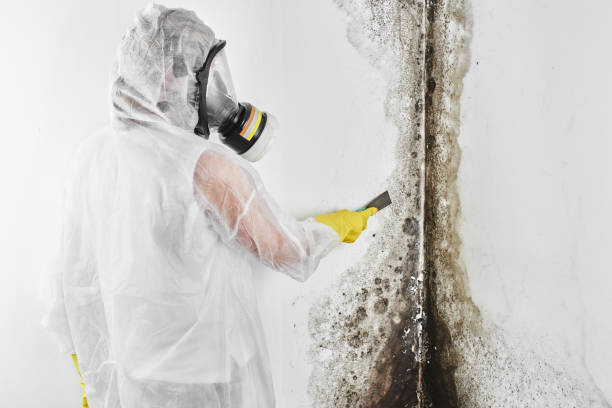 Best Mold Remediation  in Hightstown, NJ