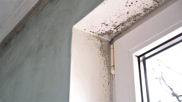 Best Attic Mold Removal  in Hightstown, NJ