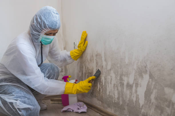 Best Residential Mold Removal  in Hightstown, NJ