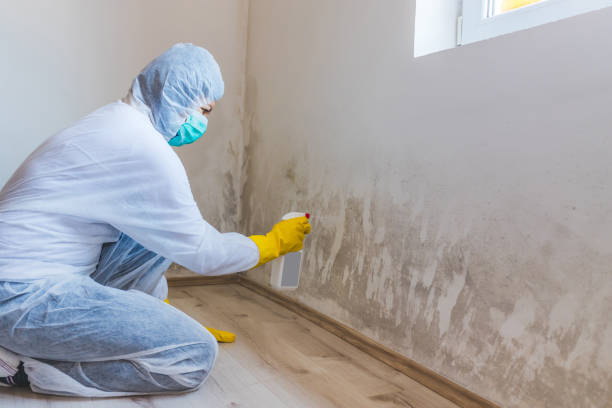 Best Mold Damage Repair  in Hightstown, NJ