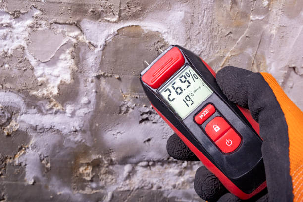 Best Best Mold Removal Companies  in Hightstown, NJ