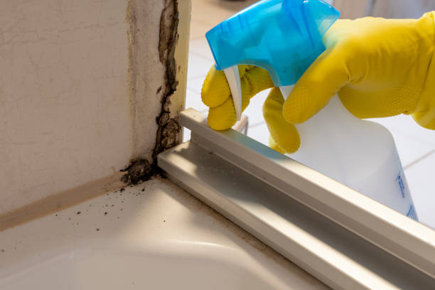 Reliable Hightstown, NJ Mold Removal Solutions