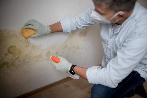 Best Mold Testing  in Hightstown, NJ