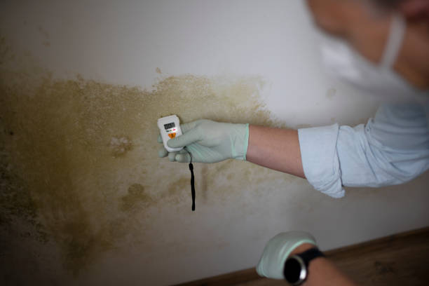 Best Black Mold Removal  in Hightstown, NJ