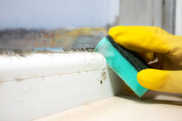 Best Same-Day Mold Removal  in Hightstown, NJ