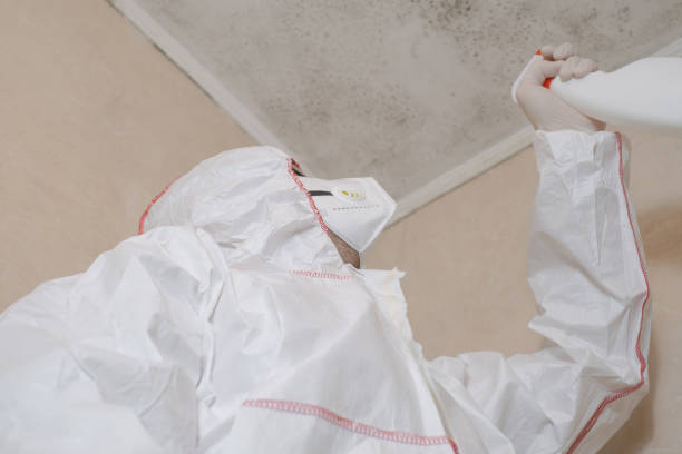 Best Toxic Mold Removal  in Hightstown, NJ