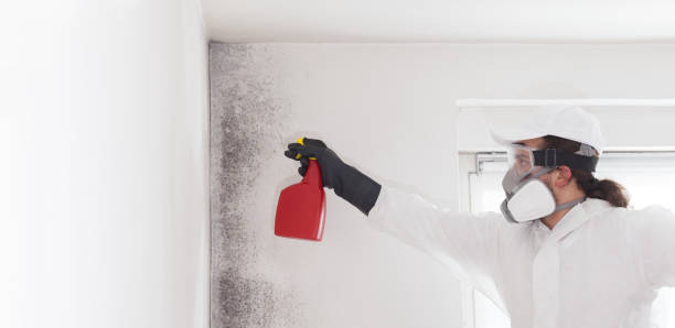 Best Professional Mold Removal  in Hightstown, NJ