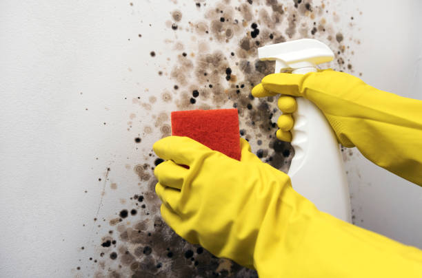 Best Local Mold Removal Service  in Hightstown, NJ