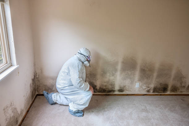 Best Affordable Mold Removal  in Hightstown, NJ